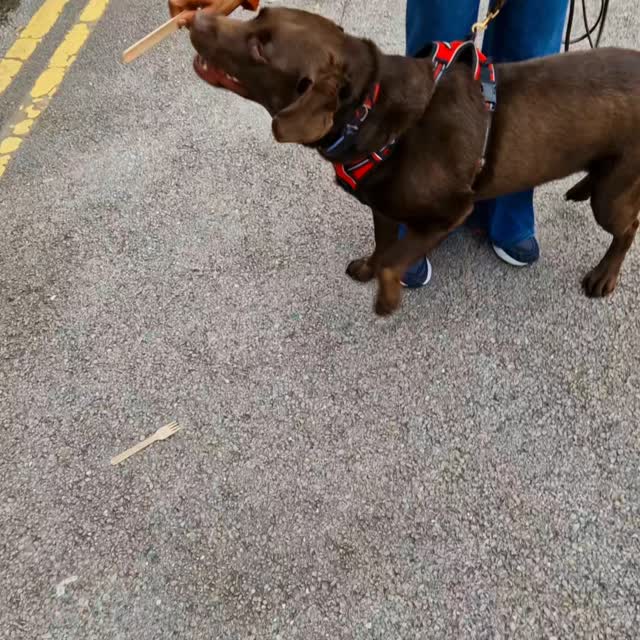 Game changer for all our teams tonight! All teams got great information from their dogs when they weren't on scent (as well as when they were). It's super-important to understand what our dogs tell us when they're off trail, too, so great learnings this evening.
It's been a little while since Team Peanut has trailed, but what an enthusiastic greeting Peanut gave on realising what was going on. Peanut continued the evening, fully enthused, and also, spot on with good junction decisions for his human runner followed up equally well with a pet trail. Great work, Team Peanut ๐ ๐ ๐
Team Raven were back for their third session, and this team are really joining everything together. Putting our trust in our dog when we don't know where we are headed can be challenging, but the trust in this team shows with confident turns and direct routes across open spaces they found their human and pet very efficiently. Well done, Team Raven ๐ ๐ ๐
Team Pepper did great work tonight. Pepper gave some great signs about the direction she knew her runner was hidden. She did great work figuring out the route to get to them, as she can't go 'as the crow flies' even though she would like to. Pepper is a real thinker and needs to consider everything around, but she made great choices tonight to find her hidden person and pet. Great trails, Team Pepper ๐ถ ๐ ๐
It was a lovely evening trailing again, and we've already seen evidence of snoring pooches!
Trailing is a great enrichment activity and suitable for all dogs with a nose (even a small nose!).
Limited availability on August sessions, so check out www.dogtrailing.co.uk/book
#mantrailing and #pettrailing #wilmslow