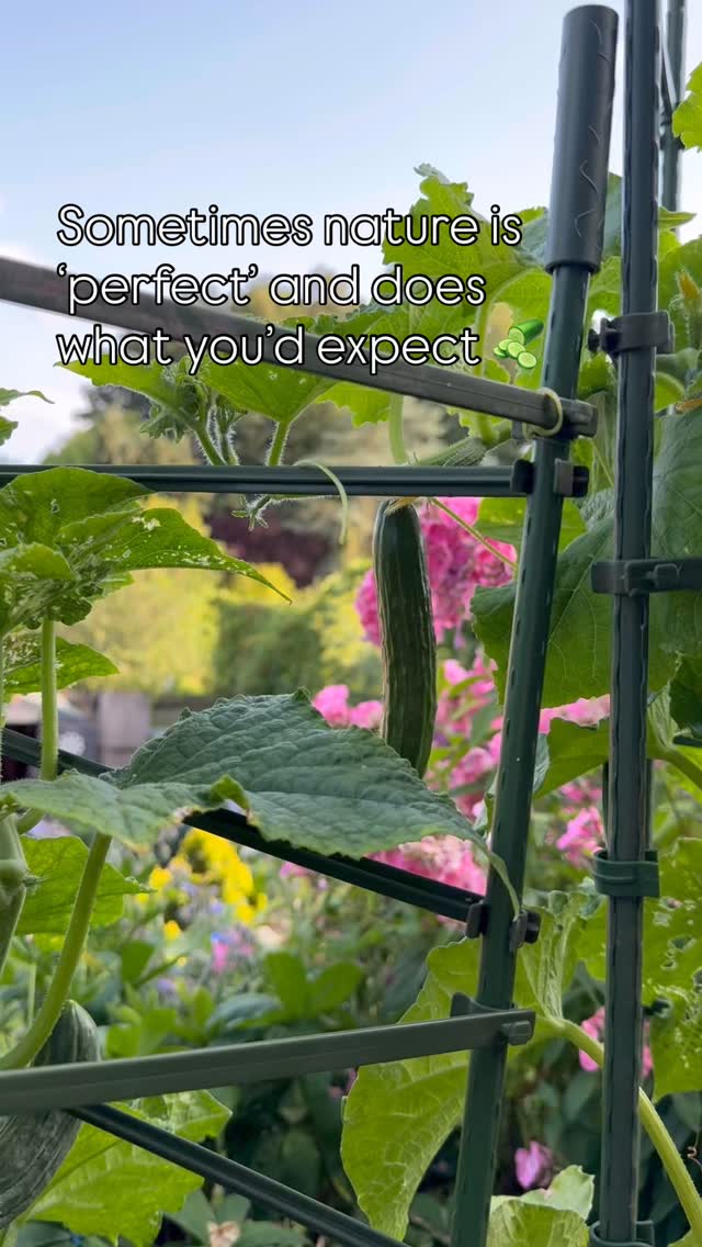 Nature does what she wants!
#homegrown #eatwellbewell #bumpercrop #growyourfood #nrgnutrition