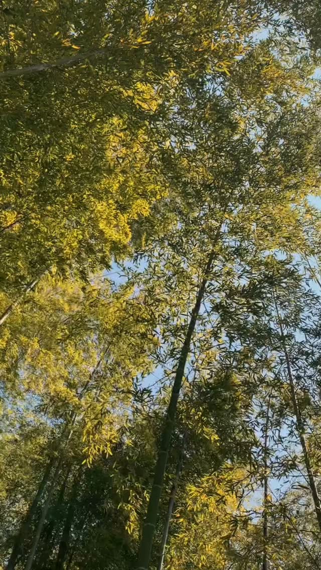 Embark on an adventure in the mountains! Discover breathtaking views, invigorating fresh air, and the thrill of nature all around you.
#skyteahouse
#japan
#fukuoka
#mountain
#mountainlovers