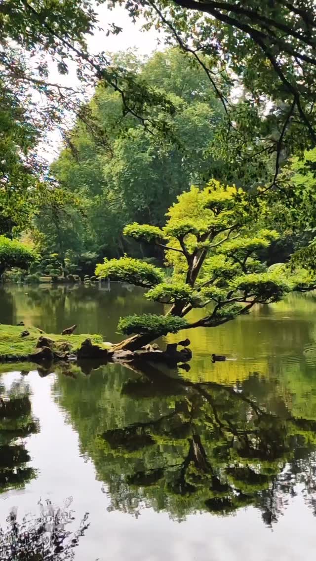 🌳 Escale au Japon sans quitter la France
📍 Parc oriental de Maulévrier
#jardinremarquable #jardinjaponais #cmartetculture #visitfrance #beauxjardins
