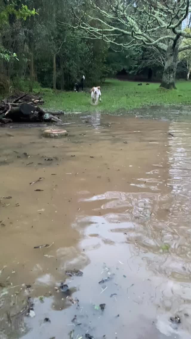 Spaniel in his happy place, finding the positives in torrential rain & flooding! 💕💧🌧️ Show us your dogs that love water!! #waterdogs #activedogsnz #workingcockerspanielsofinstagram #workingcockerspaniels #workingcockersofinstagram #dogsofinstagram #nzdogsoninstagram #nzdogs