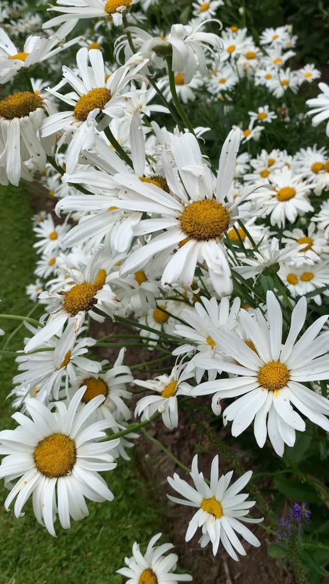 The Summerhouse Garden. We have a number of plantings of Shasta daisies around the gardens, providing a recurrent theme. The tall spires of Lobelia tupa, purple ‘pops’ of Echinacea and yellow umbels of Achillea provide some contrast.
If you’re interested in finding out more about our garden in South-east Scotland, you might like to read our regular blog. You can find the link in our profile bio or visit www.thescottishcountrygarden.com. Check out our latest post ‘Meadow Magic’.
#gardenblog #garden #thescottishcountrygarden #scottishcountrygarden #gardenbloguk #scottishgardenblog #headgardenersblog #countrygardenblog
#gardenblogger #summergarden#scottishgarden #scottishgardener #gardenjournal #scottishgardenjournal #gardendiary #gardenersdiary #oldgarden #walledgarden #oldfashionedgarden #walledgardenblog #gardeninscotland #thegardeninaugust #augustgarden
#gardenwriter #ukgarden #gardensofScotland #gardensofgreatbritain