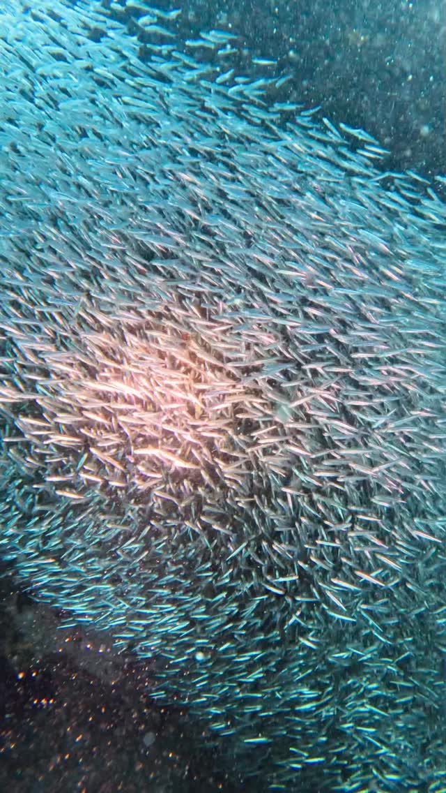 The ocean showing us a dance performance 🪩
Starring: an amazing school of Silversides 🐟
Location: our beautiful Palancar Gardens 🪸