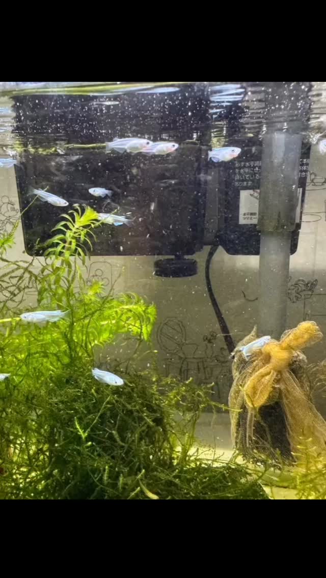 #蓮 #レインボーハス園 #生出 #生前整理 #ハウスクリーニング #八幡平市 #盛岡市 #双頭蓮 #遺品整理弘光 #コリーヌドゥガブリエル #メダカ