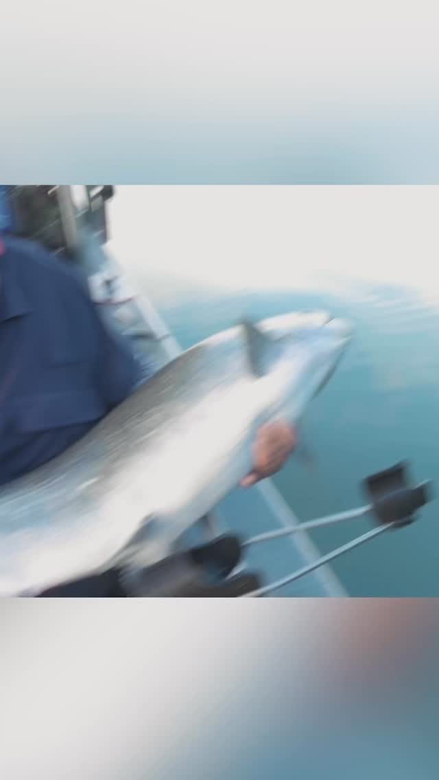 🔥 Back by popular demand! This clip of the Tyee Submarine went viral with 1.2 million views, and we’re re-releasing the full video — including the release and answers to all your burning questions.
🎣 Relive the thrill as Mike takes on a 42-pound Chinook in the legendary waters of Rivers Inlet.
Has anyone ever seen a Chinook act like this? 🐟💨
This re-release should answer your questions about the release — and prove this wasn’t AI 😆
Powered by @therealnorthriverboats and @yamahamotorscanada
Using the @luhrjensenfishing Legacy Mooching rod and reel — built for moments like this.
💥 Huge thanks to our Season 15 sponsors for helping us share unforgettable moments like this:
@okumafishing @ultradeck @rapalacanada @lowrancefishing @titanium.ford
@portboathouse @pacificwave @procurerbaits @gibbsfishing @fatheadz
@sufixfishing @duncanbylodge @yamahamotorscanada @luhrjensen
@islanderreels @scottyproducts @therealnorthriverboats @gelexglobalgroup
@lighthouse_lures @luckystrikebaitworks @dolphininsurance
Let’s light it up again! 💯
Tag a buddy who wouldn’t believe this fight. 👇
#FishingLife #CatchAndRelease #WildSalmon #FishingAddict #AnglerGoals #BCFishing #TyeeSalmon #BigCatch #RiversInlet #FishingViral #SalmonFishing #FishingGoals #WildlifeVibes #ProudlySupported #BCOSF