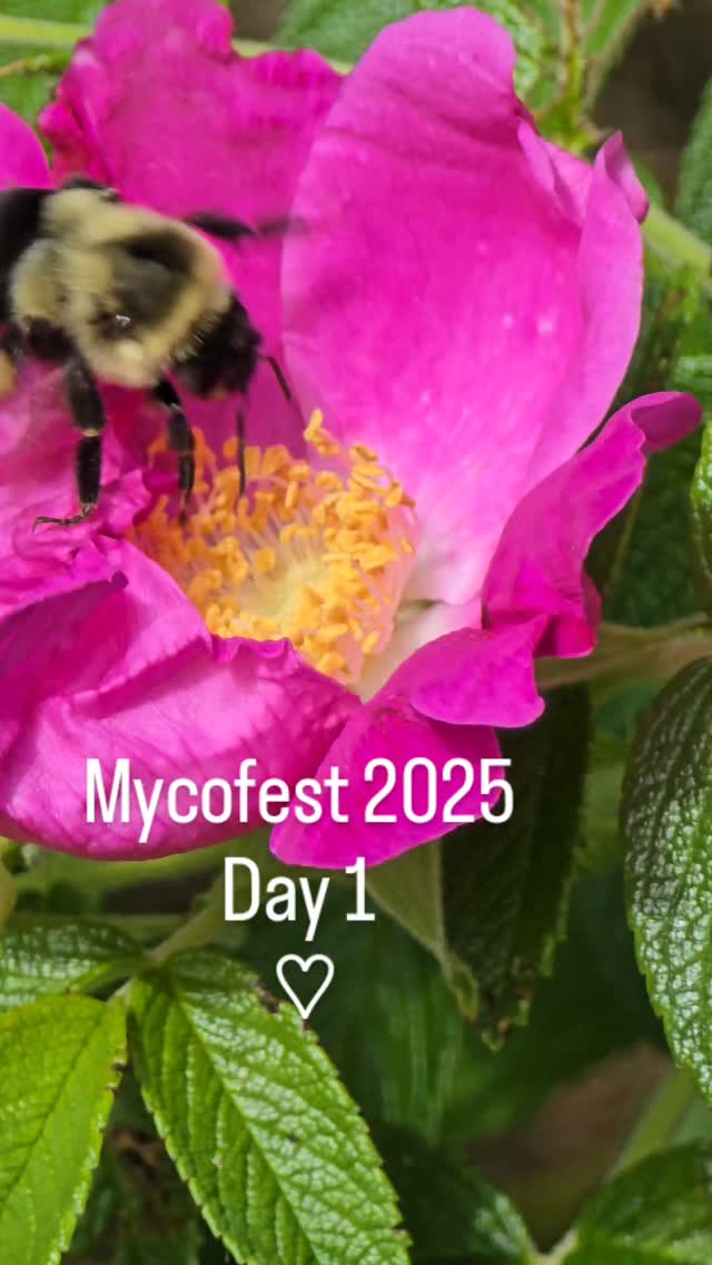 Our first year at Mycofest as vendors has been INCREDIBLE. THE PEOPLE, THE KNOWLEDGE, THE BEAUTY.. WOAH! ♡♡♡
Feelin the love, who is ready for day 2?!