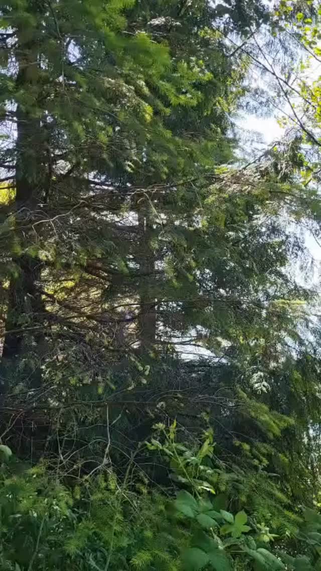 What if your worth didn’t depend on perfection or penance—could you imagine belonging to the world simply by being, as if your place in it were already assured?
What would change if you believed you were already enough?
#mentalhealthmatters #youareenough #selflove #innercompass #mentalhealthsupport #mentalhealthyvr #onlinetherapy