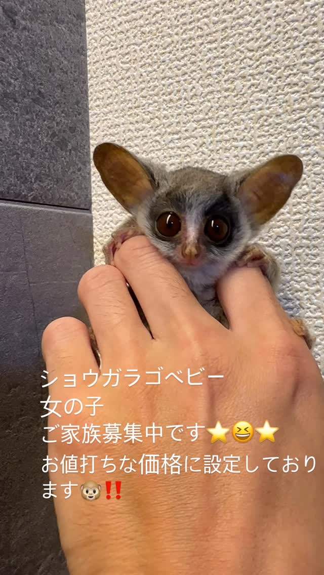 bushbaby bushbaby bushbaby
bushbaby bushbaby bushbaby
Very cute monkey, do you like it?