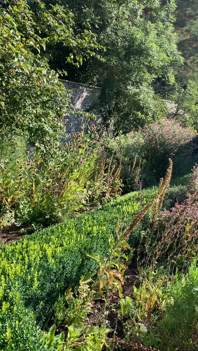 The Potager on an August morning. What started out as a herb garden has become a somewhat random cottage-garden assortment of plants that like to be there and which all get on rather well together! Herbs still remain (including a backbone of oregano, borage and wild rocket), but they’ve been joined by other self-sowers (evening primrose, love in the mist, foxglove), into which we’e planted some perennial sweet peas (so much easier than the annual ones) and some salads - lettuce and salad rocket. Weeding is minimal and I suspect the bees and butterflies benefit rather more than the humans, which is,of course, how it should be…
If you’re interested in finding out more about our garden in South-east Scotland, you might like to read our regular blog. You can find the link in our profile bio or visit www.thescottishcountrygarden.com. Check out our latest post ‘Meadow Magic’.
#gardenblog #garden #thescottishcountrygarden #scottishcountrygarden #gardenbloguk #scottishgardenblog #headgardenersblog #countrygardenblog
#gardenblogger #summergarden#scottishgarden #scottishgardener #gardenjournal #scottishgardenjournal #gardendiary #gardenersdiary #oldgarden #walledgarden #oldfashionedgarden #walledgardenblog #gardeninscotland #thegardeninaugust #augustgarden
#gardenwriter #ukgarden #gardensofScotland #gardensofgreatbritain #augustlight