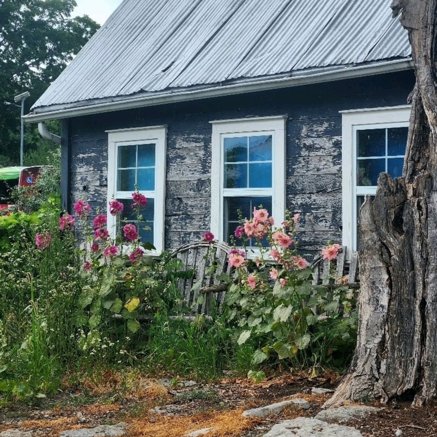 From our garden to yours.
Our hollyhocks have been blooming beautifully by the water — and now you can grow your own!
Seed packs are available in the boutique — while they last!