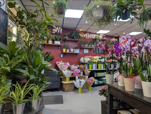 Avant de partir en vacances, je vous ouvre les portes de la nature à prix doux… 🌿✨
Du 1er au 3 août, -50% sur toutes les plantes (hors contenants et céramiques). 🪴💚
Sublimez votre intérieur ou offrez un souffle de verdure à vos proches. 🌸🎁
📍 Fleuria Fleuriste – 4 boulevard de l’Armée des Alpes, 06300 Nice
#FleuriaNice #FleuristeNice #ArtisanFleuriste #PlantesIntérieures #DécorationVégétale #NiceShopping #BonPlanNice #NiceCôteDAzur #UrbanJungle #NatureChezVous #GreenAddict #MaisonVerte #PromoPlantes
