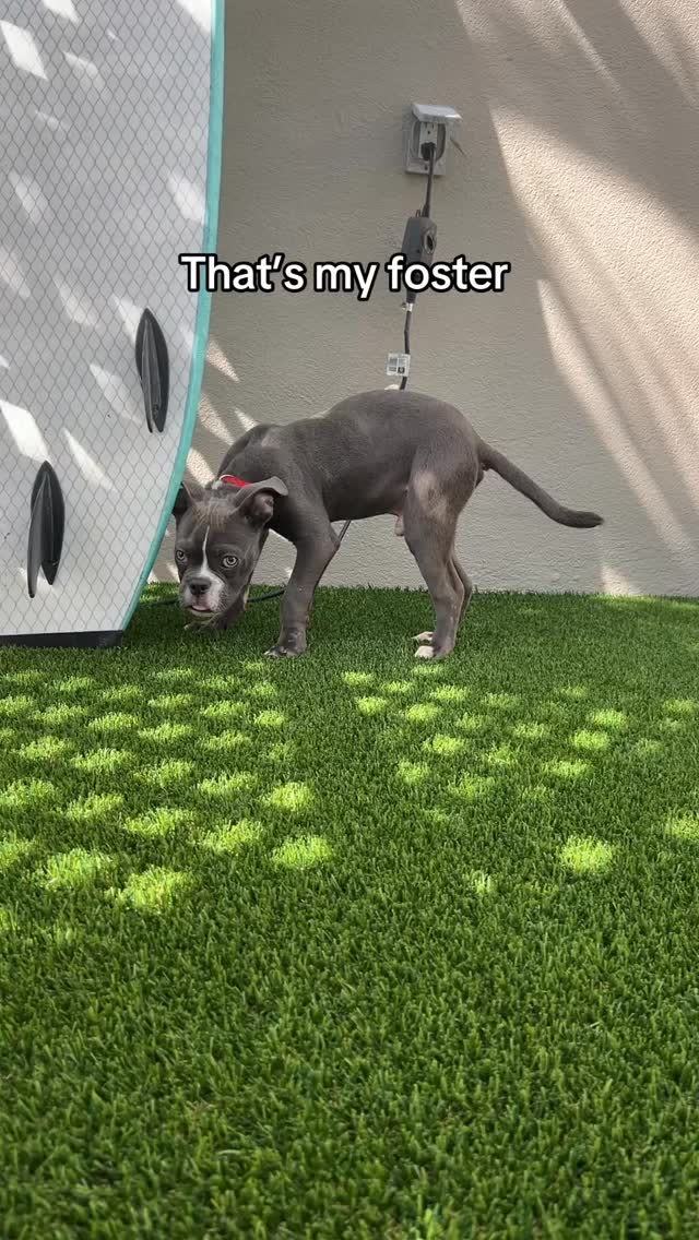 Who wants to adopt Lou?!š¾ Lou was discarded like trash and found underneath a car. He was emaciated and had cigarette burns on his body. He has made amazing progress in the last couple weeks and is now available for foster-to-adopt!
He is 4 months old, working on potty training, insanely sweet, great with dogs, and really goofy! Heās 15 lbs now and is expected to get to around 30lbs.
Apply to adopt in bio!
#thatsmybaby #shesiconic #rescuedog #fosterdog #floridadogrescue #dogrescue #adoptdontshop