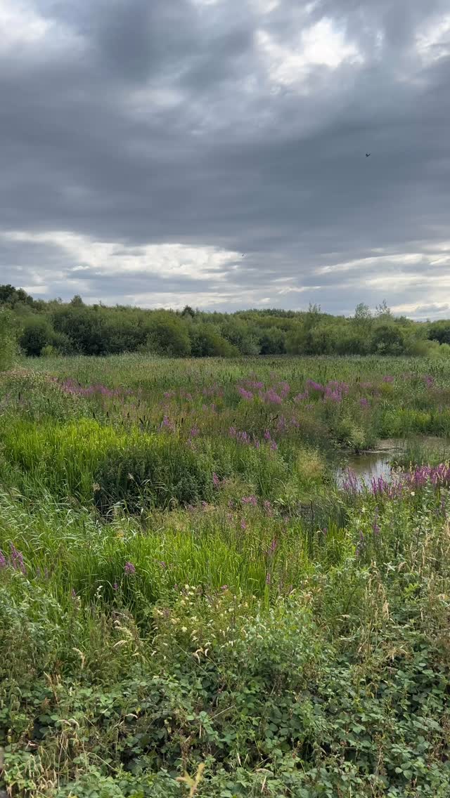 What a view! You really have to love @rspb and all the work they do.
#rspb_love_nature #photography #photographer #nature #rspbphotography
