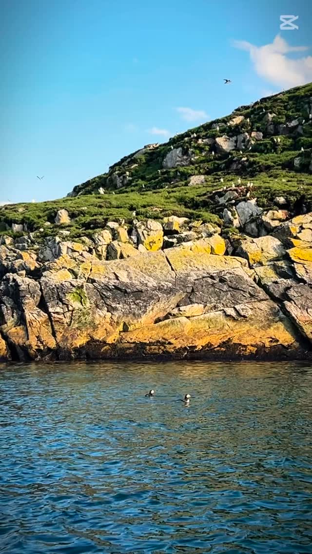 So happy to see Fogo Island by boat, where the vast Atlantic meets stories old and new... puffins in flight, whales surfacing in the deep, and a stop at Little Fogo to wander through the stillness of a 200-year-old church.
From the water, @fogoislandinn comes into view like a quiet provocation—contemporary but deeply rooted, rising from the rock like it belongs. As founder @zitacobb reminds us, “You can’t know who you are if you don’t understand where you’re from.”
This place is a living conversation between past and future—written in sea, sky, and architecture by @saundersarchitecture.
Grateful to have shared it all with @edwardpwright.
#FogoIsland #LittleFogo #FogoIslandInn #ZitaCobb #ToddSaunders #SaundersArchitecture #DesignInPlace #CulturalLandscape #beautyhunter #ArchitectureAndMemory #OutportLife #NewfoundlandAndLabrador #SlowTravel #NorthAtlanticStories #DesignInTheWild