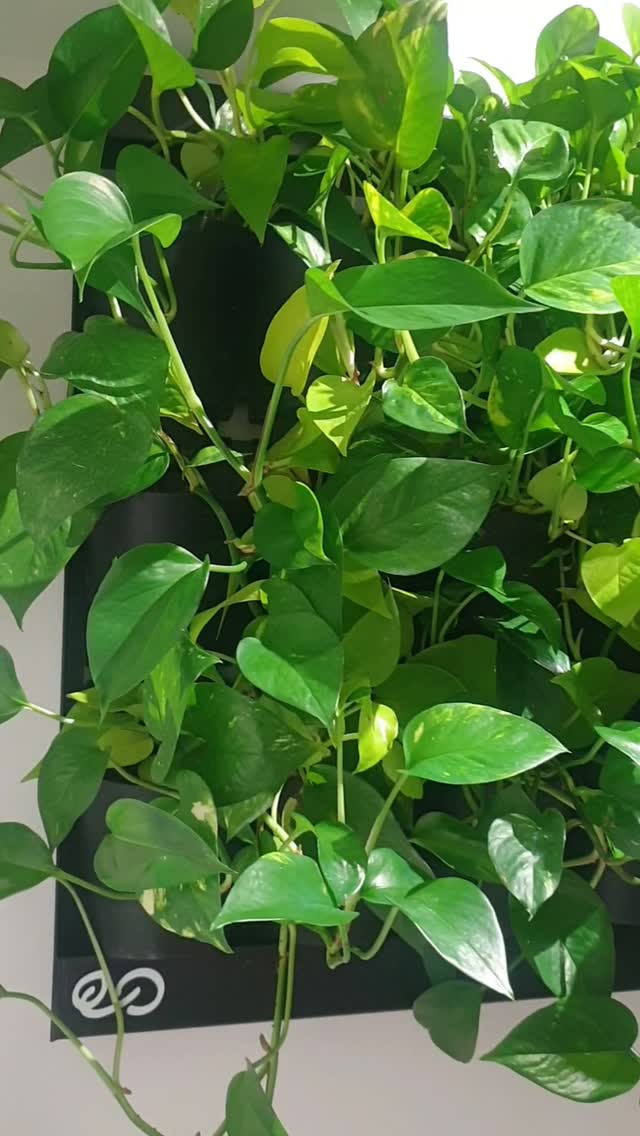 To sa prednáša! 🙂
Prítomnosť rastlín zvyšuje produktivitu, sústredenie a koncentráciu 🍀💚🌱.
v @hotelmichaelspalace
#ziveobrazy #eo #kosice