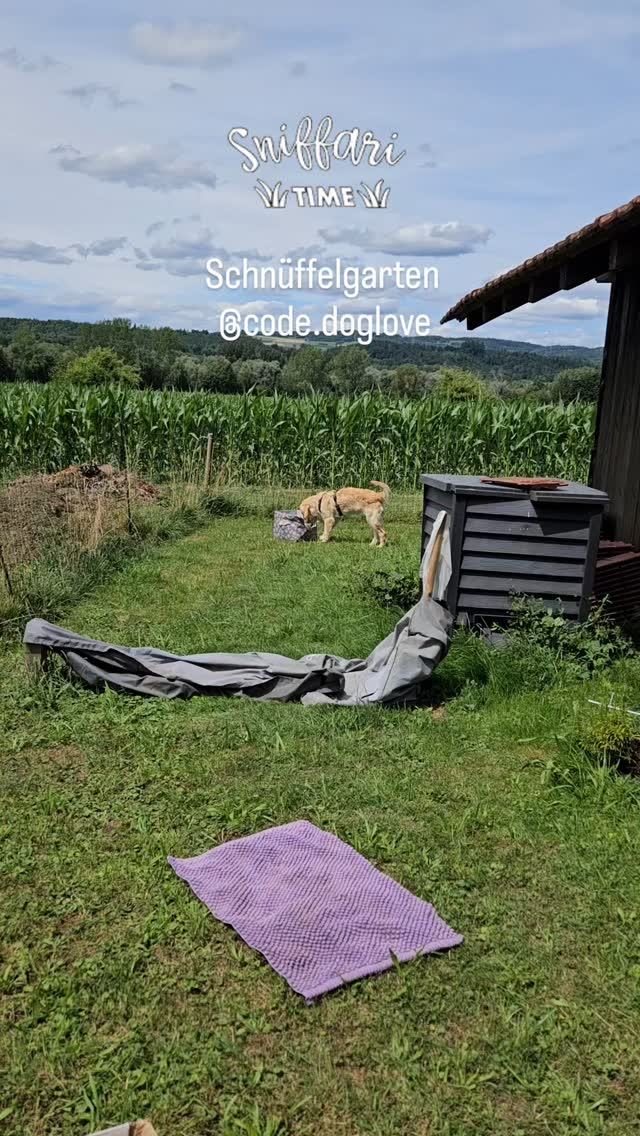 Viel Spass im Schnüffelgarten hatte die 5 Monate junge Golden Retriever Hündin Ellie mit ihrem Frauchen🐾🫶
Danke für euren Besuch👣🐾
#schnüffelgarten #fricktal #zurzibiet #ellie #goldenretriver #hundeliebe #schweiz #schnüffeln #hundsein #hundeverhaltenverstehen #codedoglove