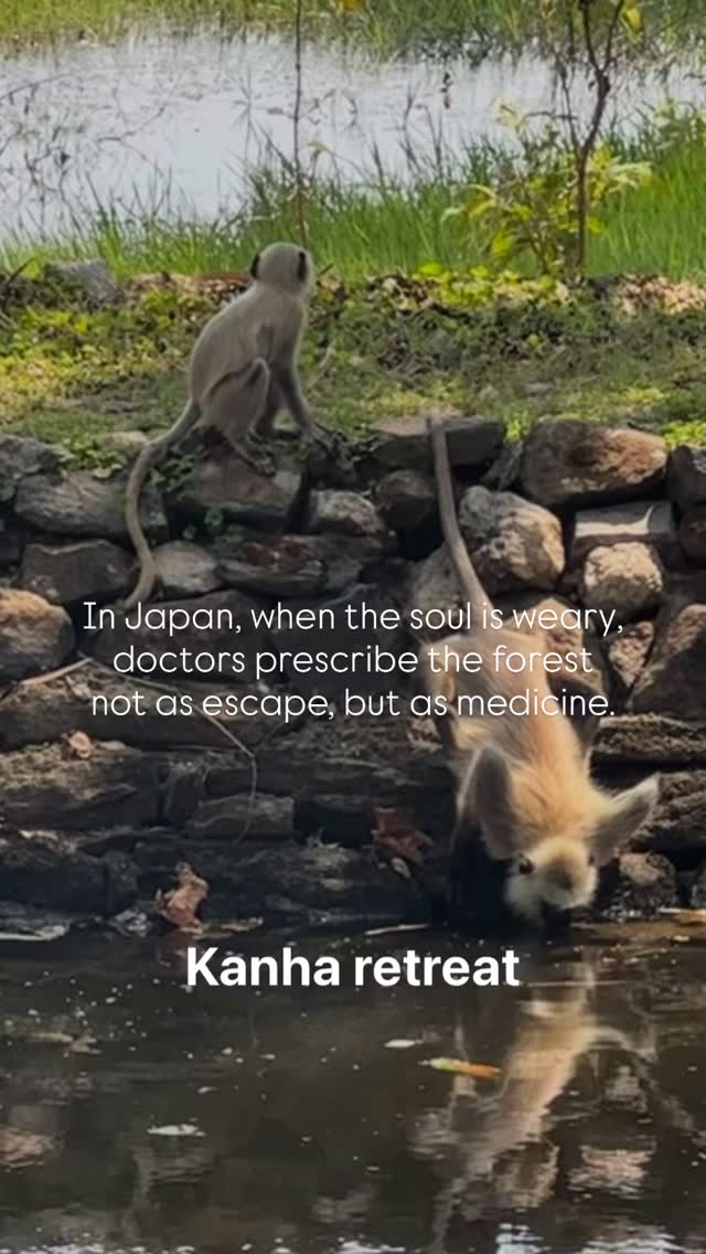 On our safari yoga retreats, we take that wisdom deeper - right into the wild heart of nature.
Yoga beneath open skies, stillness among ancient trees, and the thrill of seeing animals in their habitat reminding us what it means to be fully alive.
Come move, breathe, and remember what your body was built for. Click the link in our bio to register and be informed of upcoming retreats 💚💚💚
#YogaRetreat #WildlifeRetreat #NatureHeals #ForestBathing #ShinrinYoku #SlowTravel #MindfulMovement #YogaInNature #SafariRetreat #RewildYourSoul #WellnessTravel #ConsciousTravel #YogaAndWildlife #EscapeToNature #RetreatYourself #MovementMedicine