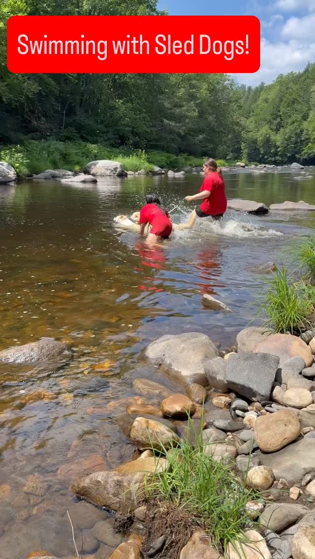 Swimming with Sled Dogs❗️#sleddogcamp #hilltownsleddogs #swimming
