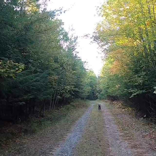 September 20 is a pretty big day for us in northern NY. I can only hope this 9/20 is as good as last season’s. But if not, I’ll always have this memory. My opening day tradition is my senior dog always gets the first hunt, and since 2019 that dog has been Willow.