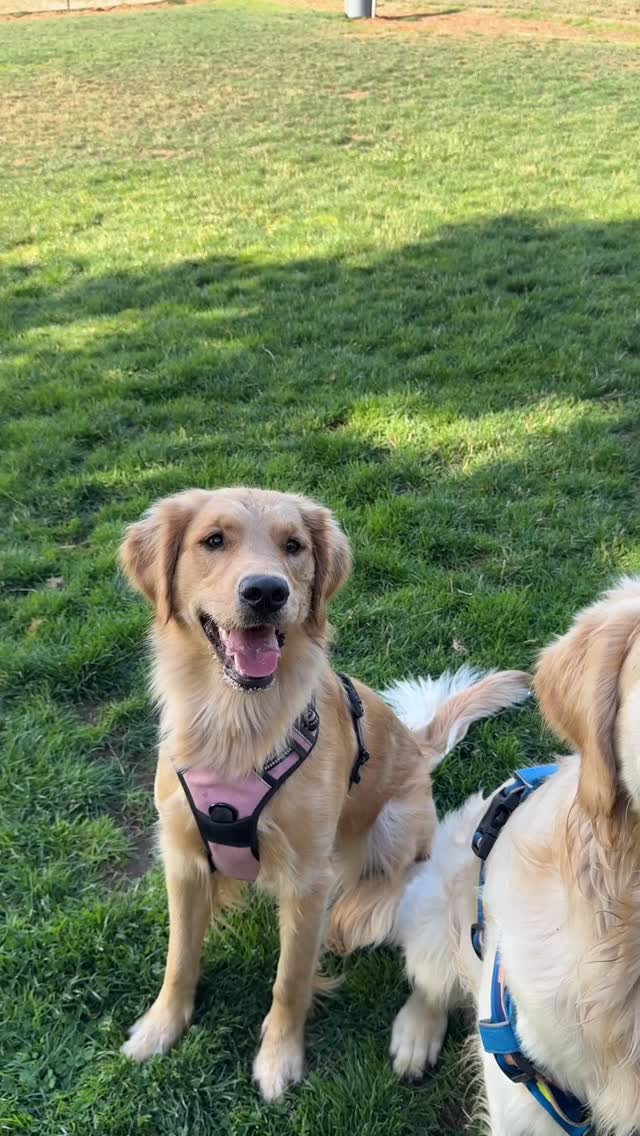 💛 1 husband and 3 Golden Retrievers 💛