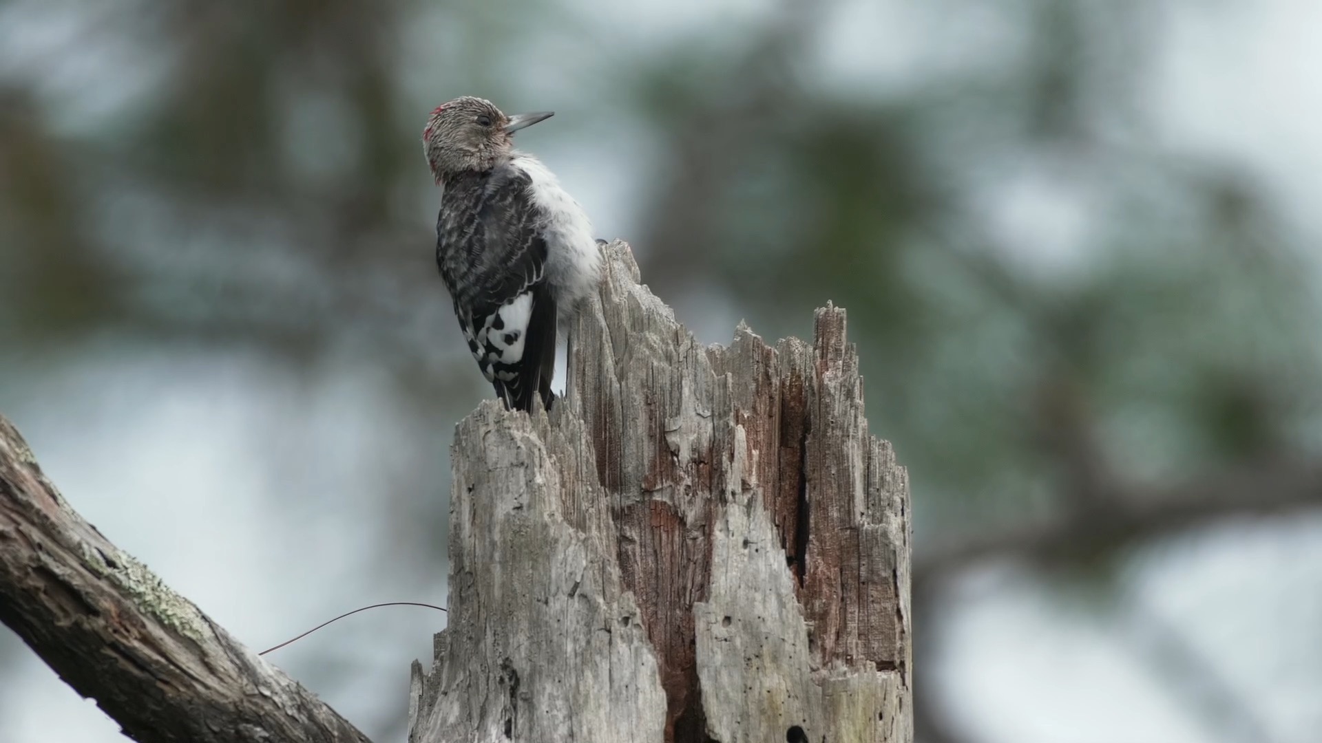 Happy Holidays from the Pineywoods of Florida.
Love,
Into Nature Films
#AllIWantForChristmas #GoodFire #RedHeadedWoodpecker #FloridaFire