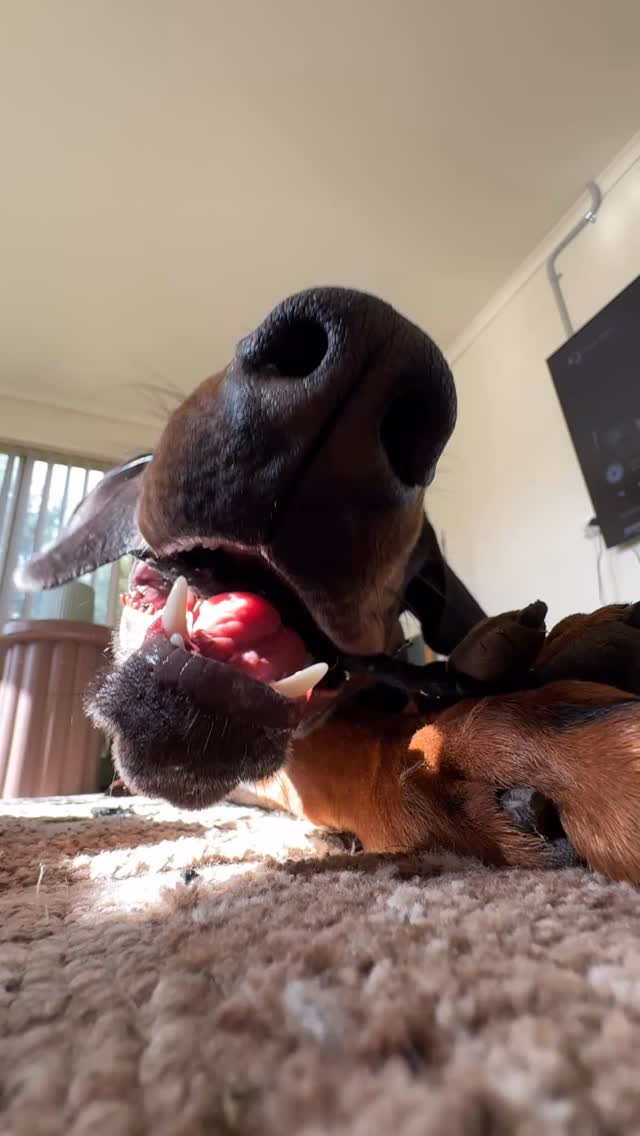 POV: you’re just a tug or twig trying to make it through the day at our house 🙏🏼
#forrerndobermanns #dogtoy #dogtoysofinstagram #ripdogtoy #dobielove #dobermannsdestroyingthings #sendhelp