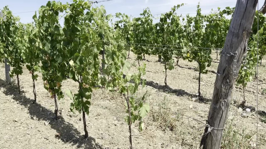 🌡 Il caldo delle settimane scorse ha colpito duro, i primi sintomi della sofferenza per le alte temperature sono l’ingiallimento delle foglie basali e la riduzione di turgidità di tralci e apparato fogliare.
✅ Queste piante di 3 anni stanno reggendo bene, ma visti i primi sintomi sarà fatto un trattamento con ProTech in previsione dell’ondata di caldo della prossima settimana.