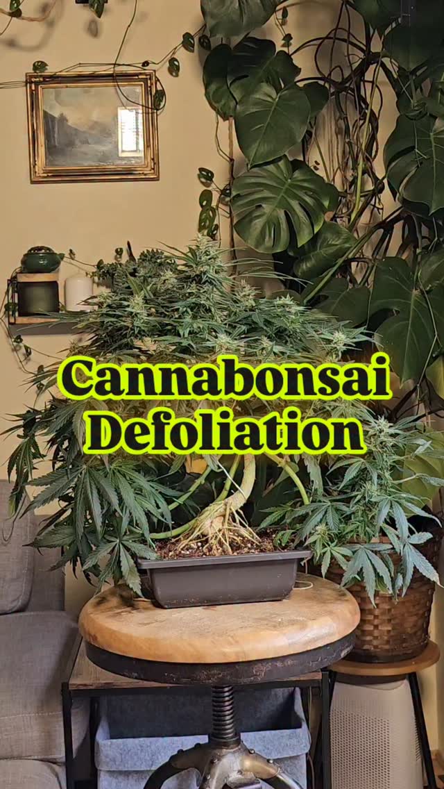 Thinning out the ghost-toothed canopy—because even Bonsai needs room to breathe. 🍃
Defoliation helps light reach deeper into the structure and keeps moisture from lingering in tight spots. It's not just pruning—it's preventative care.
Strain: Ghost Toof by @_mephistogenetics
10% off seeds with link in bio