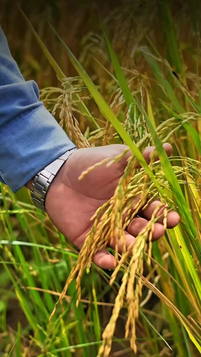 Na Diamante, o agro é guiado por técnica, respeito à terra e visão de futuro.
🌾 Porque produzir bem hoje é garantir um amanhã fértil para todos.
#diamanteagricola #safras #grãos #semenres #agro