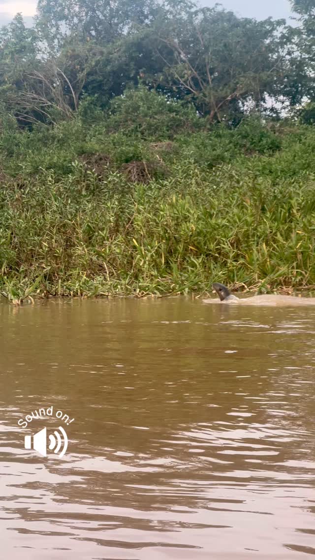 🐆 🇧🇷 JAGUAR & GIANT OTTER INTERACTION 🇧🇷 🦦
Bororo, one of the Pantanal’s most dominant male jaguars, was caught off guard by his rivals, the giant otters.
⠀
As he approached the water’s edge, the otters emerged with loud, aggressive vocalizations. Bororo paused, assessed, and wisely backed off.
⠀
Despite his size and power, jaguars don’t take risks lightly. Giant otters, especially in groups, are known to be fiercely territorial and can drive off even apex predators.
⠀
This brief but fascinating interaction shows the dynamic balance of power in the Pantanal’s ecosystems.
⠀
📍 Três Irmãos River
🎥 Field observation, by @benjaminlwild & @jaguaridproject team, 2025
⠀
#jaguar #giantotter #pantanal #wildjaguar #wildotter #apexpredator #wildlifeencounter #naturalhistory #riverlife #bororojaguar #bigcats #wildcats #wildlifeconservation #trailcamera #camera_trap #naturelovers #brazilwildlife #pantanalbrasil #wildanimalencounter #animalbehavior #conservationphotography #jaguarsofinstagram #coexistence #ecosystemdynamics #jaguaridentificationproject #wildcatimagingproject #fieldbiology #otterencounter #wildlifeobservation #jaguarandotter