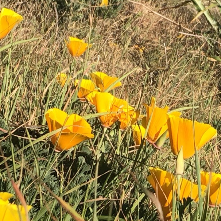 The poppies and I had a moment today. After listening to potentially more news than necessary, I squeezed in a short hike to move my body and fill my lungs with fresh air.
🏵
When the wind picked up and I noticed one of them ‘waving’ at me, I giggled glancing out over the hill to notice a whole tribe of waving poppies...
🏵
Each one greeting me with their golden reminder that it’s spring! And for this cycle, despite so much contraction and tightening everywhere in the world - in the northern hemisphere, there is also blooming, brilliance and expansion!
🏵
Breathing deep, laughing, and experiencing delight are all good for the body...Good for the heart! 💛
#laughteristhebestmedicine
#boostyourimmunesystem
#breathe
#takeahike
#coaching
#noticenature
