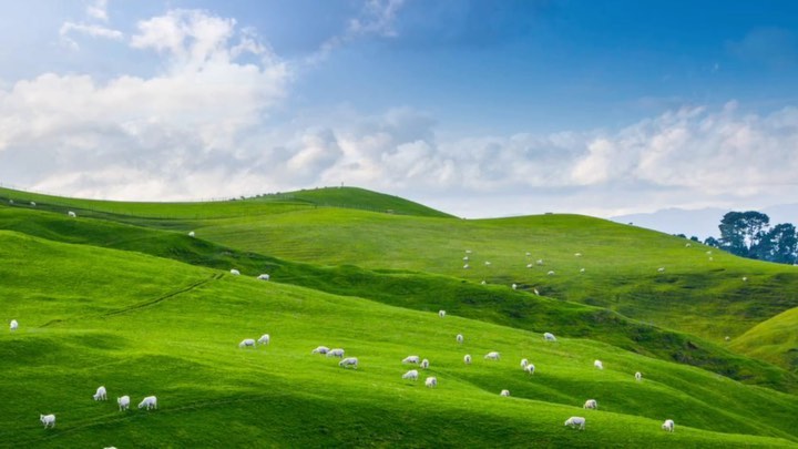 Qualität ist eine Frage des Geschmacks.
Das Lammfleisch aus Neuseeland setzt weltweit immer wieder Maßstäbe für zartes, natürliches Lamm. Der Mix aus reiner fischer Luft Neuseelands, dem milden Pazifik-Klima, den unendlich weiten Weideflächen, auf denen unsere Tiere grasen und die seit vielen Generationen gesammelte Erfahrung - gibt unserem Ashley Lammfleisch den besonderen Geschmack.
#lieblingsmetzger #besteslammfleisch #lammisteingenuss #fleischesslust #meatlove #naturpur #qualität
#fleischessersindbessereliebhaber
www.lieblingsmetzger.de - werbung -