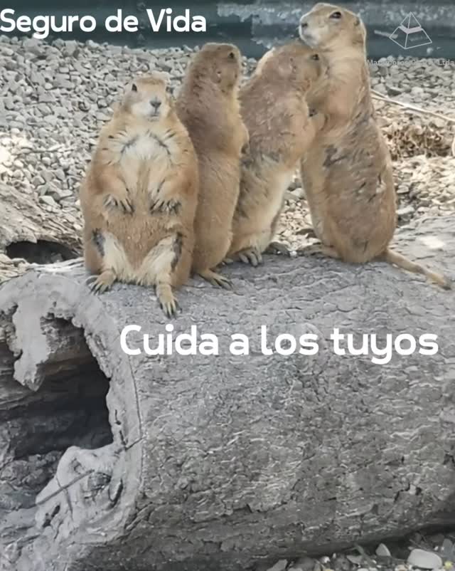 #segurovida#cuidaatufamilia