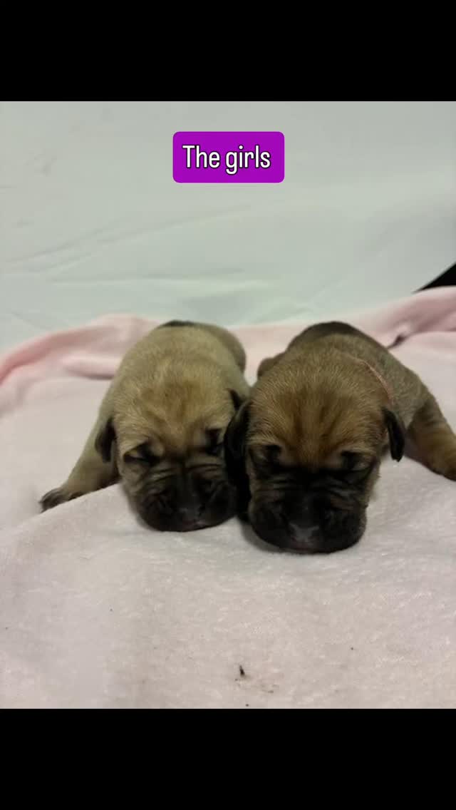 #canecorso #dogsofinstagram #dogkennel #doggo #availablepuppies #doggyeyes #doglife #cutedogs #rehoming #canecorsofans #akc #akcregistered #akcgrandchampion #akcchampion #akcchampionbloodline #akccanecorso