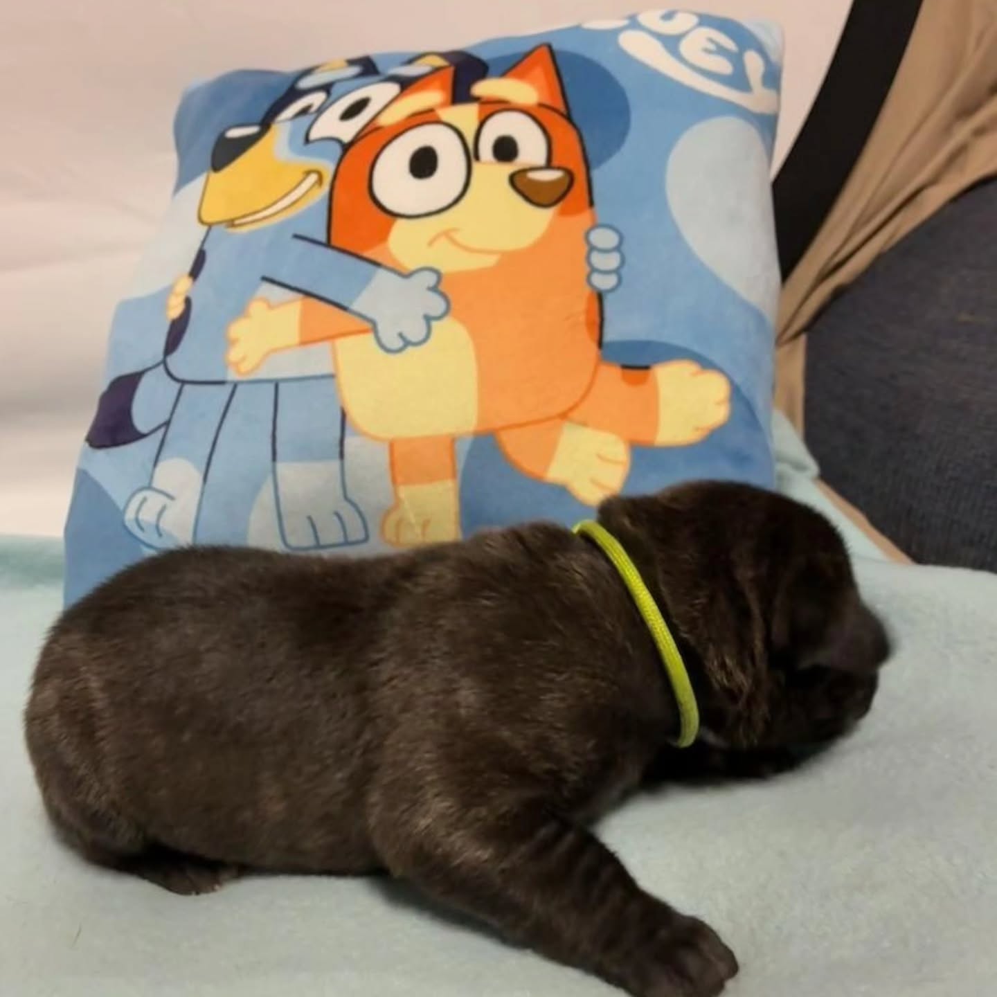 Boys, Limited Availability