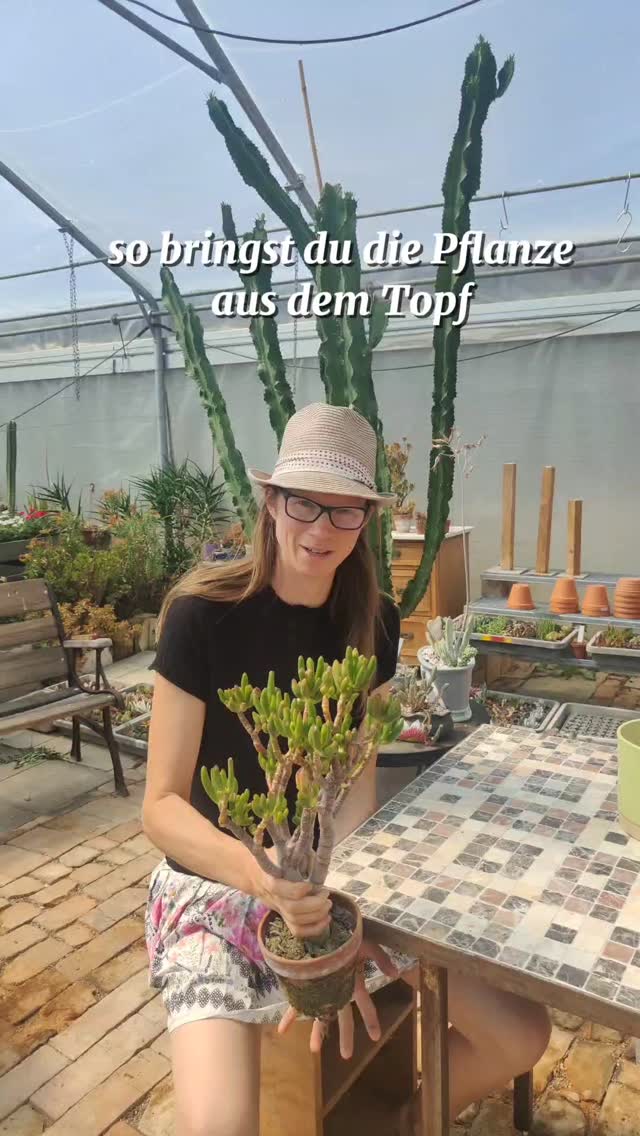 Deine Pflanze wirkt schlapp oder die Wurzeln schauen schon unten aus dem Topf? Dann ist es Zeit fürs Umtopfen! 🌱
Darauf solltest du achten:
1. Den richtigen Zeitpunkt wählen:
Am besten im Frühjahr, wenn die Pflanze in ihre Wachstumsphase startet.
2. Passende Topfgröße:
Wähle einen Topf, der nur 2–4 cm größer ist als der alte – so kann die Pflanze gesund weiterwachsen, ohne zu viel Energie ins Wurzelwachstum zu stecken.
3. Frische Erde:
Verwende hochwertige Erde, die zur Pflanzenart passt (z. B. Kakteenerde oder Blumenerde).
4. Wurzeln überprüfen:
Faulige oder abgestorbene Wurzeln vorsichtig entfernen, bevor du die Pflanze einsetzt.
5. Angießen nicht vergessen:
Nach dem Umtopfen leicht angießen und die Pflanze ein paar Tage nicht in die direkte Sonne stellen, damit sie sich erholen kann.
#sukkulentenliebe #crassula #sukkulentenpflege