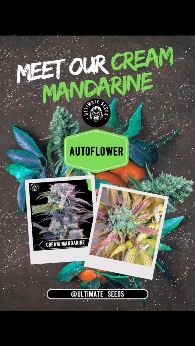 Is it orange? No, it’s green! It's our delicious cream mandarine!🍊🍊🍊💚🔥🔥