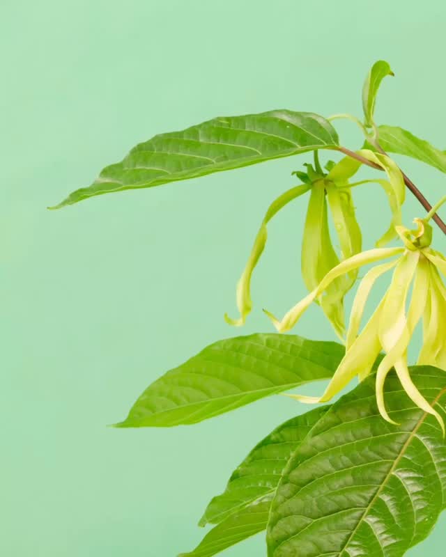 Ylang Ylang - How does it improve your sleep?
#sleepscents #sleepbetter #sleep #ylangylang #aromatherapie #sleepy #sleepbetterlivebetter