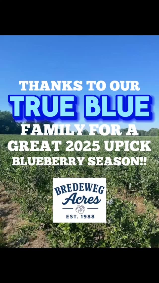As our blueberry fields close for the season, we want to thank our True Blues for being part of another summer filled with smiles, laughter, and moments that we hope became cherished family memories. 💙🫐
From first-time pickers to annual traditions, it’s an honor to share the farm with you.
Farmer Roger’s hanging up his berry bucket and gearing up for u-cut Christmas trees, starting the weekend after Thanksgiving. We can’t wait to welcome you back for more memories, this time under the pines. 🎄👨🌾
#BredewegAcres #TrueBlueFamily #PureMichigan #BlueberrySeason2025 #BerriesAndBoughs #FamilyTradition #StevensvilleMI #UcutChristmasTrees #ThankfulHeart #BredewegChristmas #FarmerRoger