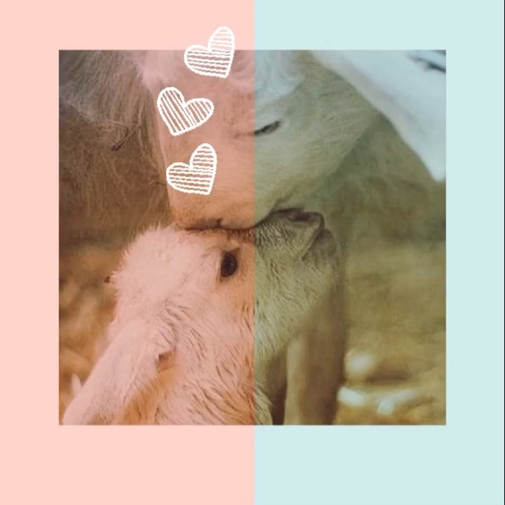 Yaşamın tüm canlılar için kutsallığına saygı duyup, sevgiyi katlayarak çoğaltacağınız mutlu bir bayram dileriz. 🍒🌈☀️🌿💕😊
.
.
.
#mutlubayramlar
#yaşamhakkınasaygı
#canalmacanver