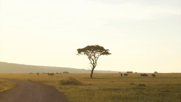 The soul feeding sounds of Sebaka Private Game Lodge are the background track to your memorable stay with us.
To learn more about our offerings, or to make a booking enquiry simply visit www.sebakalodge.com