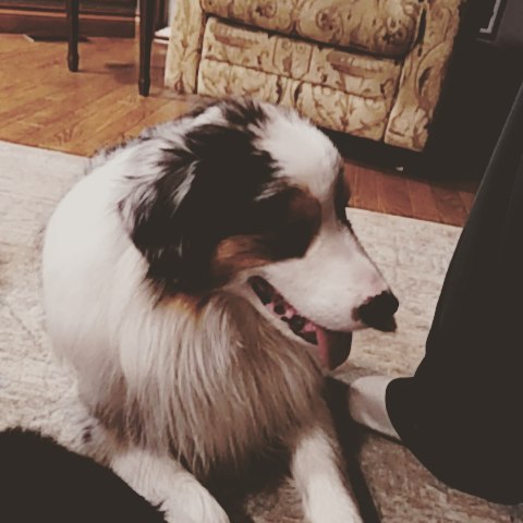 Sleepy-Forge #ausableriveraussies #aussiesofinstagram #dogsofig