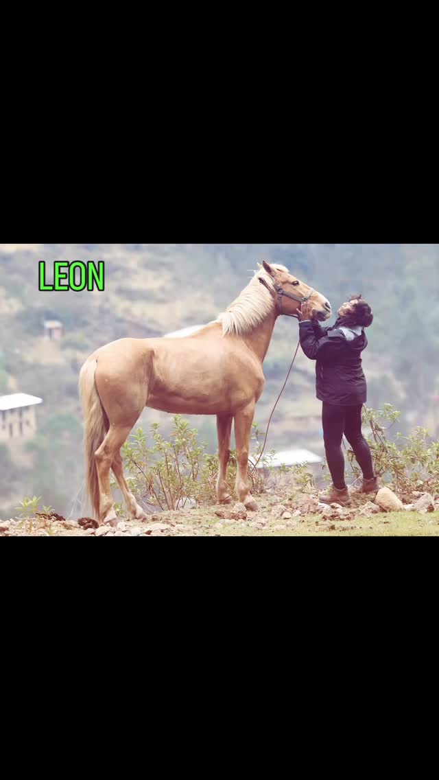 LEON the LION. May you run wild n free forever now. Love you biggest boy… when I think of Peru, I think of you🧲@frontierlab.peru #hilltownsleddogs #lionlove
