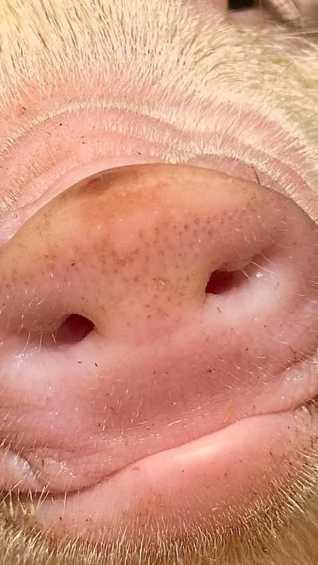Obsessed with pigs noses 🐽#pigs #piglets #pigsnout #cutepigs #farmlife #piggies #fyp #cutepigs #babypigs #thelwall #lymm #alpacawalking #warringtonalpaca #thingstodowithkids #cheshire #northwest
#cheshirefarm #alpacafarm
#cheshirealpacafarm #pettingfarm
#woodlandsalpacafarm