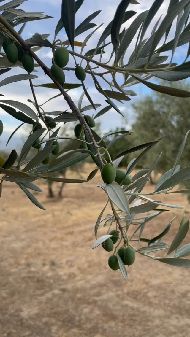 Geduld is een schone zaak. Tussen de zilverkleurige bladeren, in het warme zonlicht, groeien onze olijven langzaam maar zeker. Iedere olijf draagt de smaak van de Spaanse aarde en de zon in zich, klaar om uiteindelijk de beste olijfolie te worden.
De natuur doet haar werk. 💚🫒 Te bestellen bij www.campesinoandaluz.nl #extraviergeolijfolie #olijfolie