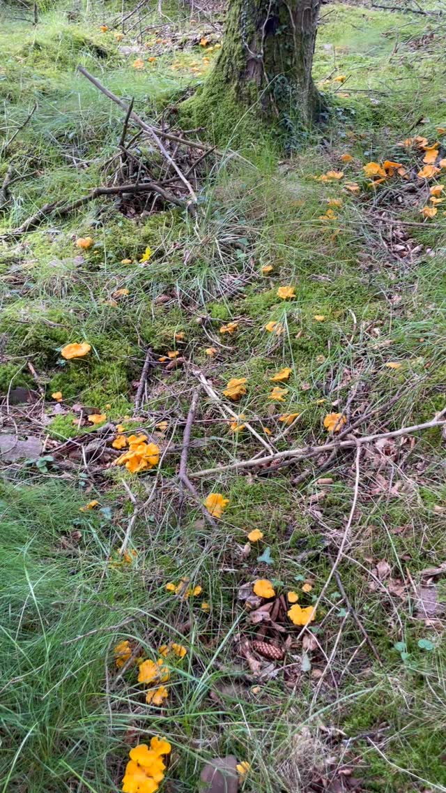 Striking gold 🧡
It’s a bumper year for chanterelles and we managed to get a good wee harvest in over the Lammas harvest weekend before the storm comes in today!
Hope you all have full baskets and store cupboards and stay safe in the wind and the rain.
.
.
.
.
.
#scotlandswildmedicine #foraging #wildfood #wildmushrooms #chanterelles #forager #lammas