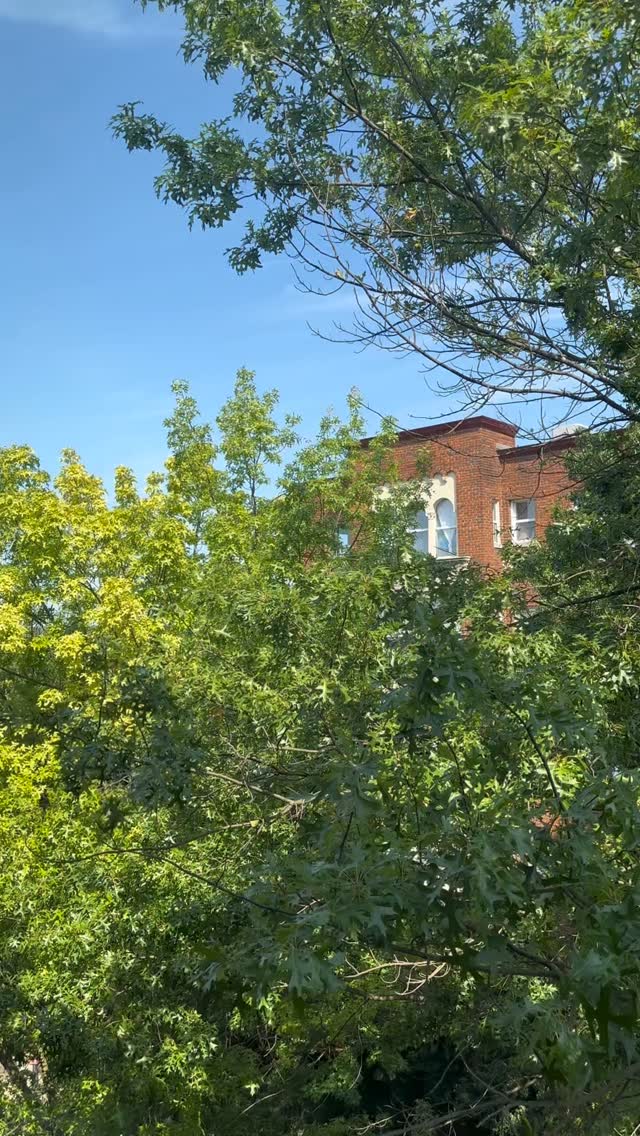 A little Monday melody with the birds… 🎶🐦⬛☺️
This is an excerpt of “Lyric Rhapsody”, by Mary Leaf, and can be found in the Mary Leaf “Written for You” solos collection, under FJH Music Inc. publishing company.
#WashingtonDC #DCMusic #MarylandMusic #virginiamusic #PianoLessons #ViolinLessons #PianoTeacher #violinteacher #MusicLessons #musicclasses #pianoclass #violinclass #musicforkids #LearnMusic #MusicTeacher #livemusic #SupportLocalMusic #columbiaheights #columbiaheightsdc #mountpleasantdc #DCMusicScene #livvnlearnmusicstudio #lnlmusicstudio #lnlmusic #koxmusicstudio #koxmusic #livvnlearn #openpianodc
#fyp