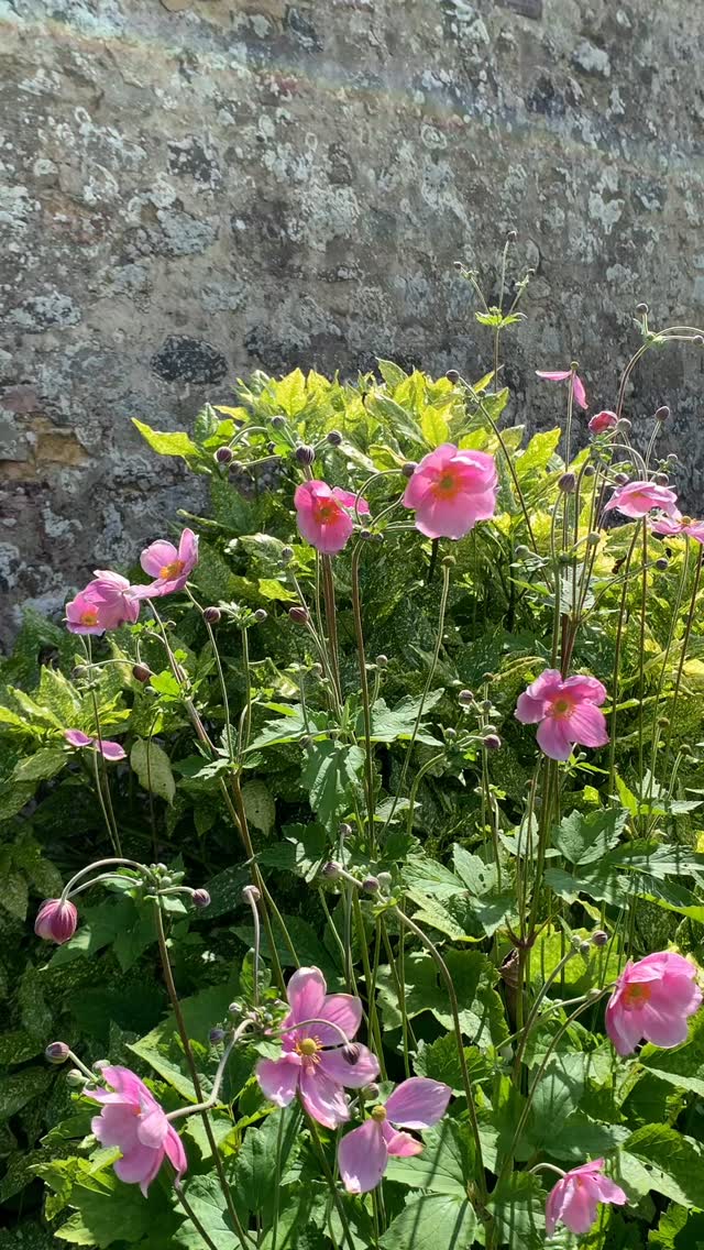 Japanese anemones are bittersweet. On the one hand, their flowers are incredibly beautiful, as is their foliage. On the other hand, they are a herald of autumn, coming into bloom in the final month of summer. Our anemones seem to prefer the shadier areas of the garden, flowering well in the north- and east-facing borders.
If you’re interested in finding out more about our garden in South-east Scotland, you might like to read our regular blog. You can find the link in our profile bio or visit www.thescottishcountrygarden.com. Check out our latest post ‘Meadow Magic’.
#gardenblog #garden #thescottishcountrygarden #scottishcountrygarden #gardenbloguk #scottishgardenblog #headgardenersblog #countrygardenblog
#gardenblogger #summergarden#scottishgarden #scottishgardener #gardenjournal #scottishgardenjournal #gardendiary #gardenersdiary #oldgarden #walledgarden #oldfashionedgarden #walledgardenblog #gardeninscotland #thegardeninaugust #augustgarden
#gardenwriter #ukgarden #gardensofScotland #gardensofgreatbritain
