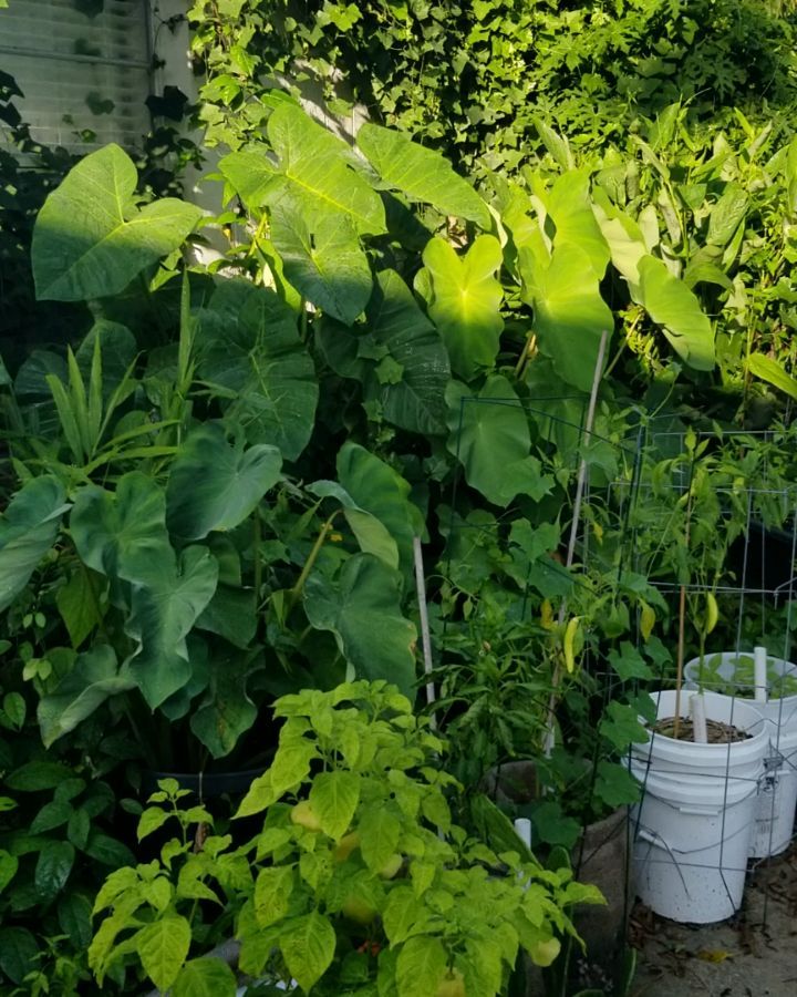 A quick tour of my food forest garden. Plants grown in living soil are much happier and more nutrient dense. I can taste and feel the difference! A 2003 study by Dr. David Thomas explained we would need to eat twice as much meat, 3x as much fruit, and 4-5x as many veggies to get the same amount of minerals as in the same foods in 1940. Living soil fixes many of these deficiencies. It contains soil microbes like mychorrizae and beneficial bacteria that harvest, produce, and transport nutrients to plants, giving them what they need. #foodforest #permaculture #rethinksoil #soil #livingsoil #soilhealth #neem #lemongrass #chaya #gherkins #jewelofopar #katuk #ginger #turmeric #moringa #malanga #foodnotlawns #resilience #foodsovereignty #soilbiology #microbes #mychorrizae