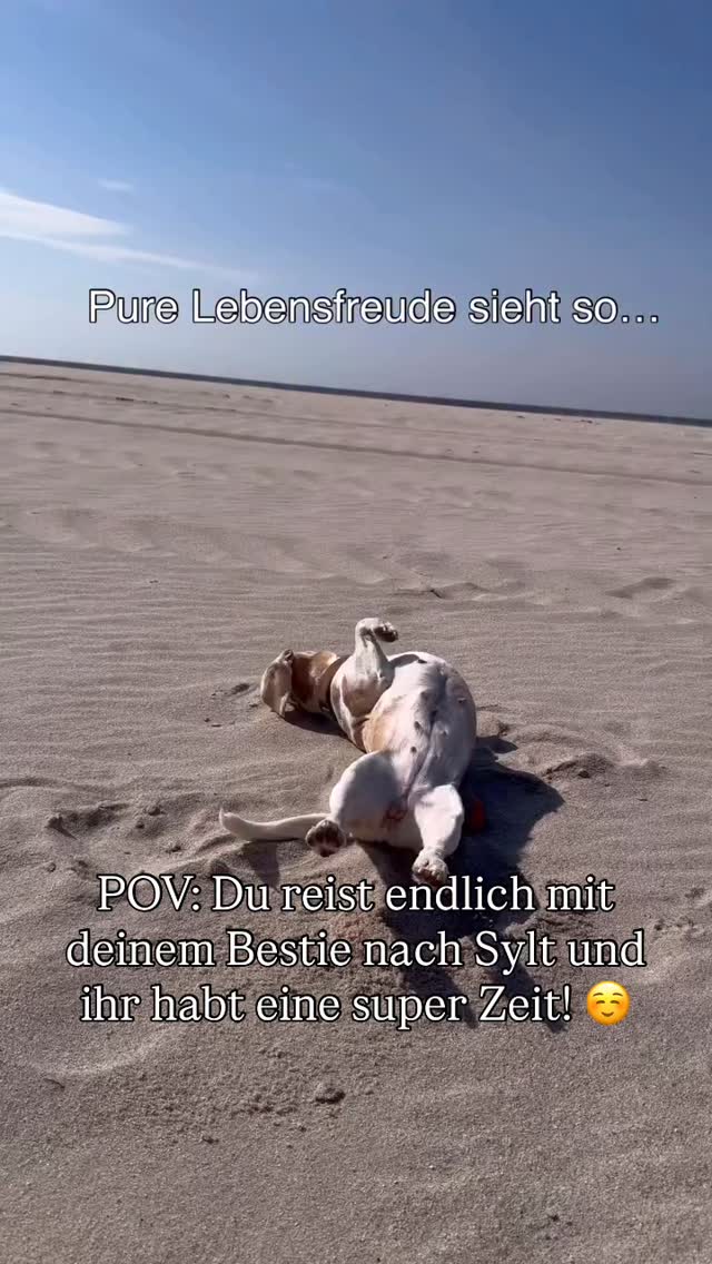 Sylt mit Hund? Na klar!
@ann_kathrin_gellrich machts vor - schöne Strände, gemütliche Ausflüge, Fahrradtouren und Ballspaß 🎾
Sylt bietet für Herrchen und den/die Vierbeiner eine ganze Menge ☀️🌊🐚
Lasst euch dazu in unserem Blogbeitrag inspirieren! (Link in Bio)
#traumhundeurlaub #hundeurlaub #reisenmithund #hundefreundlichreisen #dogtravel #sylt #syltmithund #hundeglück #urlaubmithund #tipps #tricke